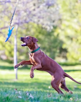 playing with dog