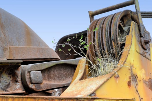 Plant on an excavator