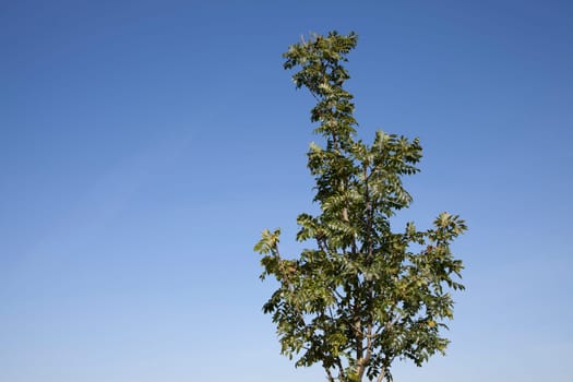 Tree Ash