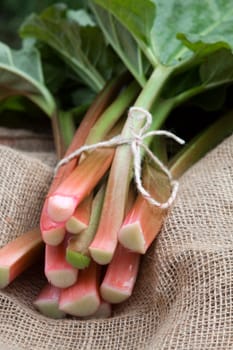 Rhubarb