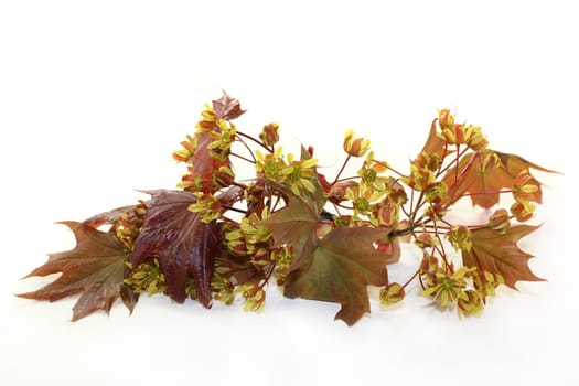 a branch with maple leaves and flowers