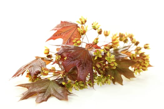 a branch with maple leaves and flowers