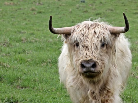 White Scottish Highland cattle