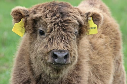 Scottish Highland calf