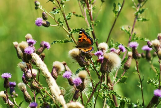Beautiful butterfly on a thistle