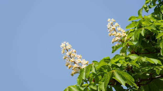 Chestnut tree with blossom,nature in spring