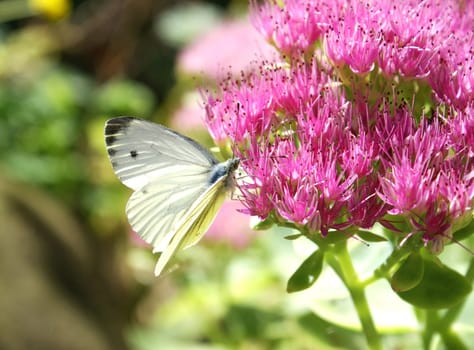White butterfly on a flower