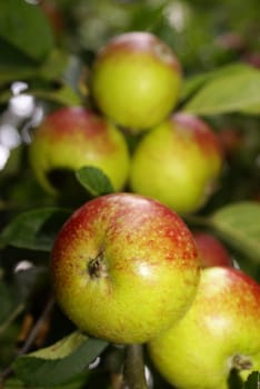 Organic apples on a branch