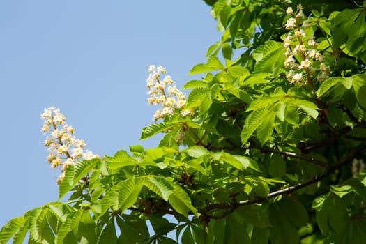 Chestnut tree with blossom,nature in spring