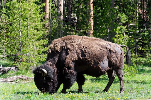 bison in Yellowstone National Park in Wyoming