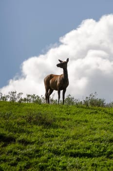 deer in Yellowstone National Park in Wyoming