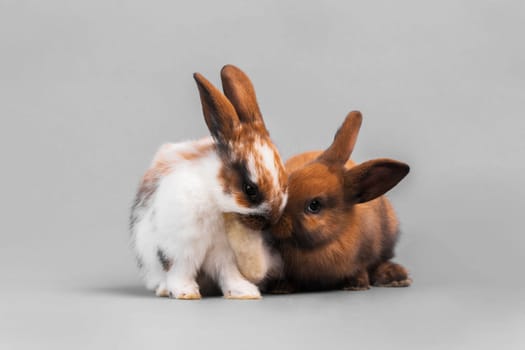 Rabbit
