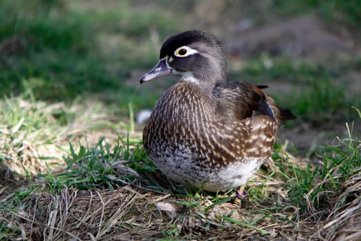 Bridal Duck (female)
