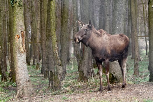 Elk