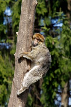 Barbary macaque climbing a tree