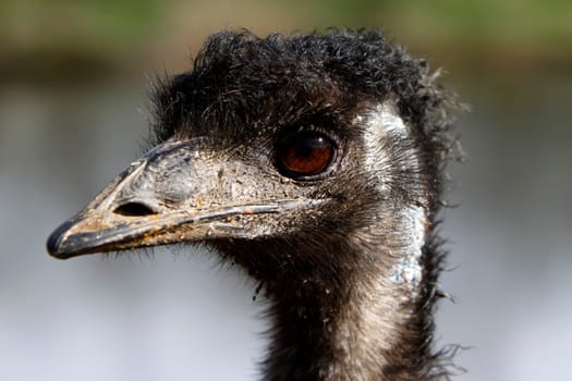 Emu