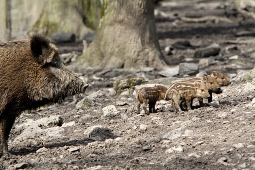 Wild boar family