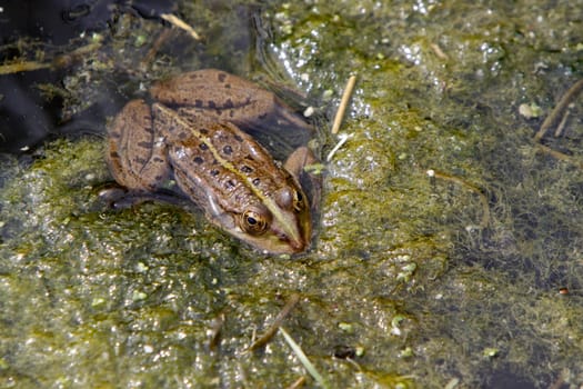 Common water frog