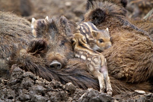 Wild boar family