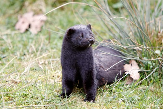 American mink