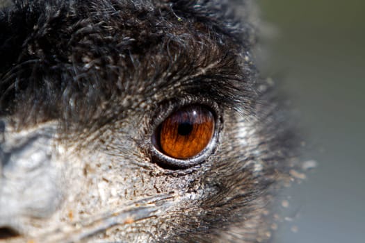 Emu