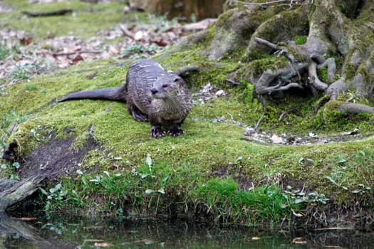 Eurasian river otter