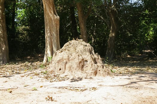 Termite mound
