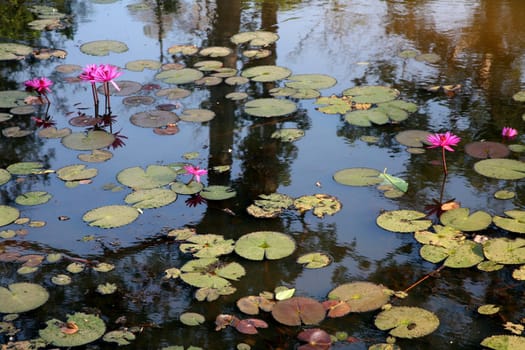 Water lily pond