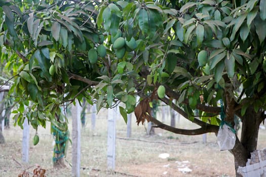 Mango
