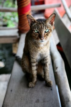 Tabby domestic cat