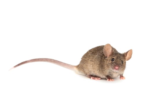 Mouse on white, cute mouse looking into camera