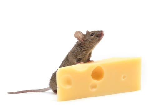 Mouse with a slice of swiss cheese on white