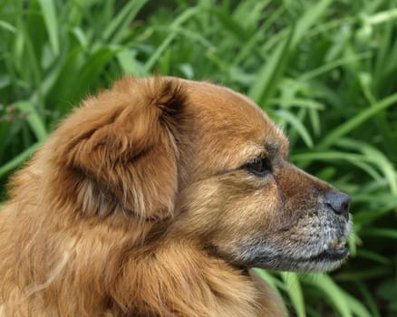 Dog Portrait - Foxy