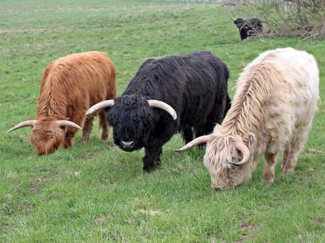 Scottish Highland cattle in three colours