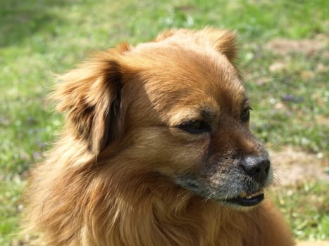 Dog Portrait - Foxy