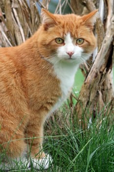 The red cat in the grass