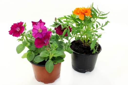 Colorful balcony plants against white background