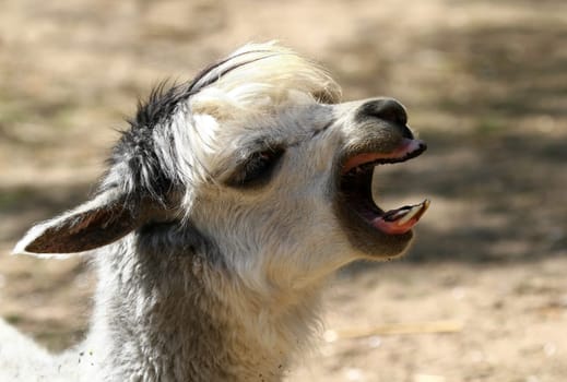 Alpaca