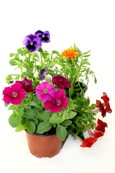 Colorful balcony plants against white background