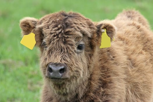 Scottish Highland calf