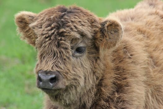 Scottish Highland calf