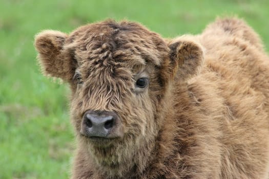 Scottish Highland calf