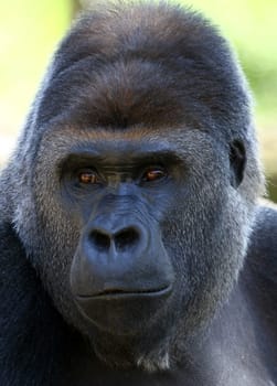 Gorilla Portrait