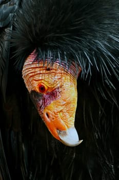 Condor Portrait