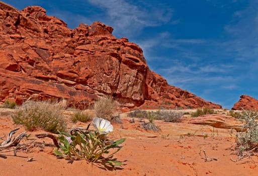 Desert Primerose
