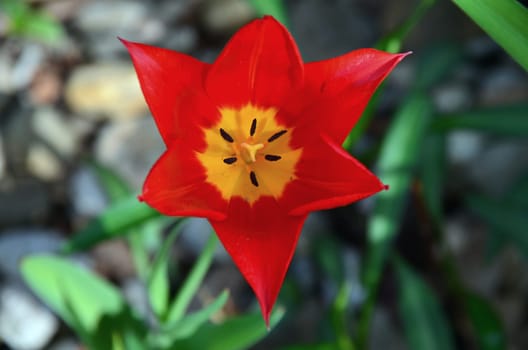 Red Tulip