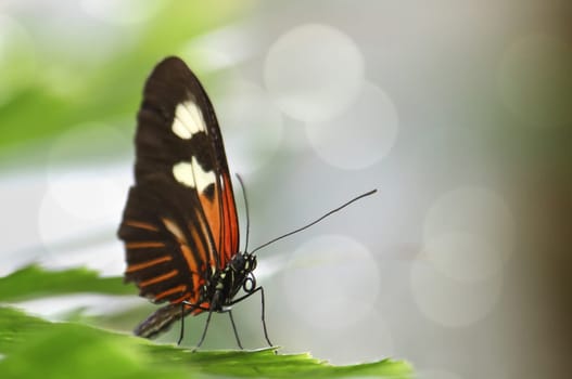 butterfly