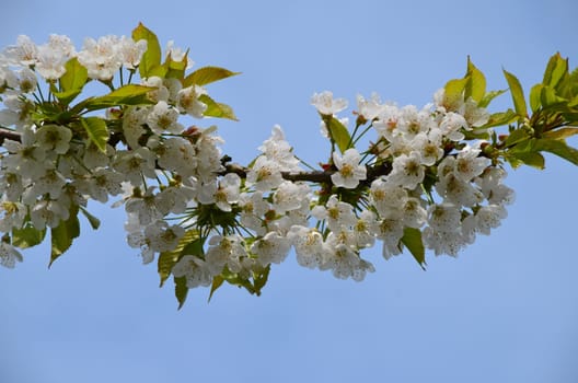 Rich flower tendril