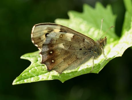 Speckled wood