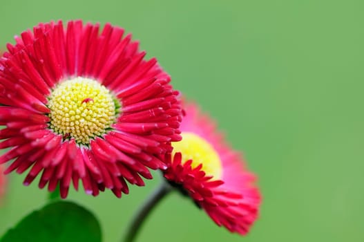 Daisy hybrids